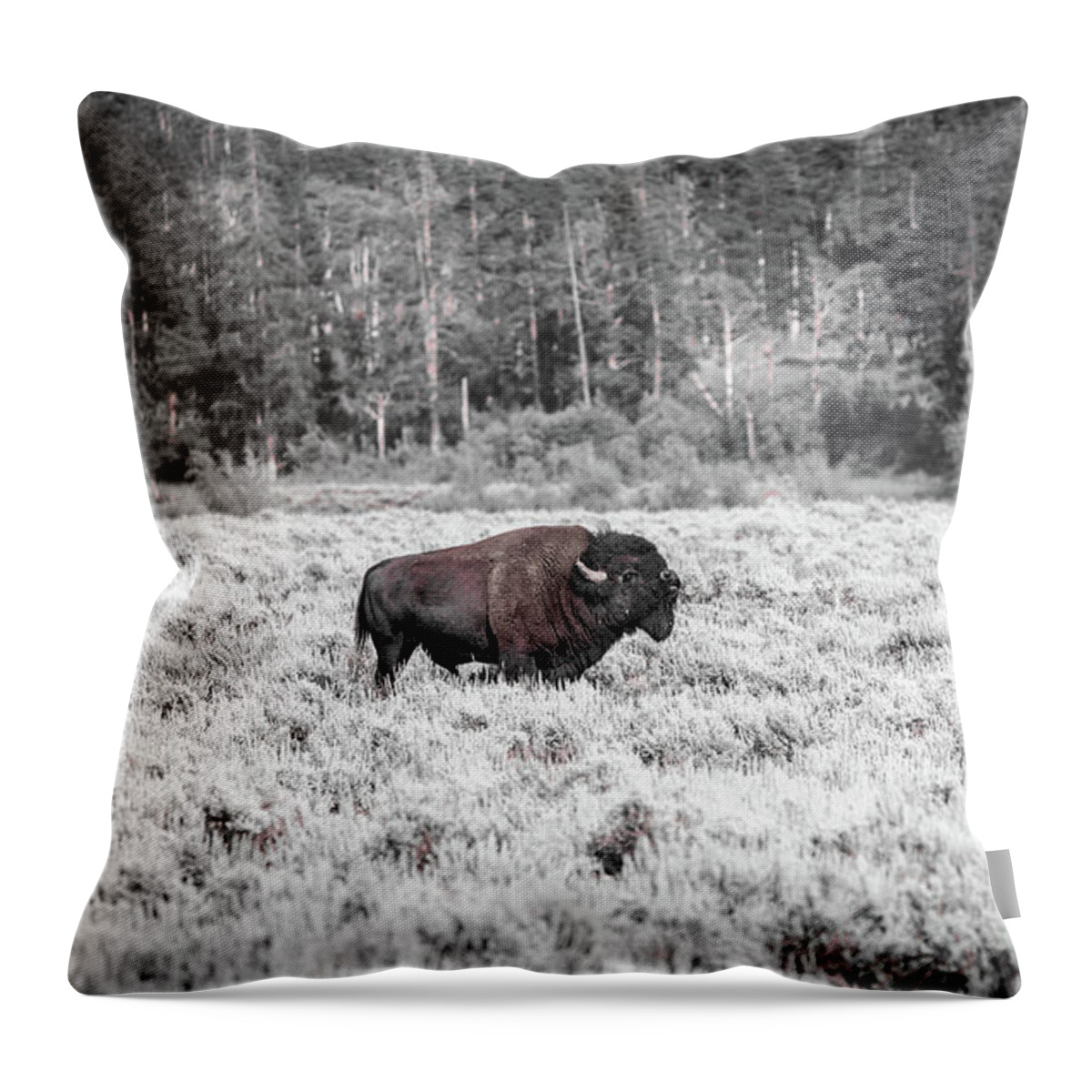 Wildlife Throw Pillow featuring the photograph Roam Free by Dheeraj Mutha