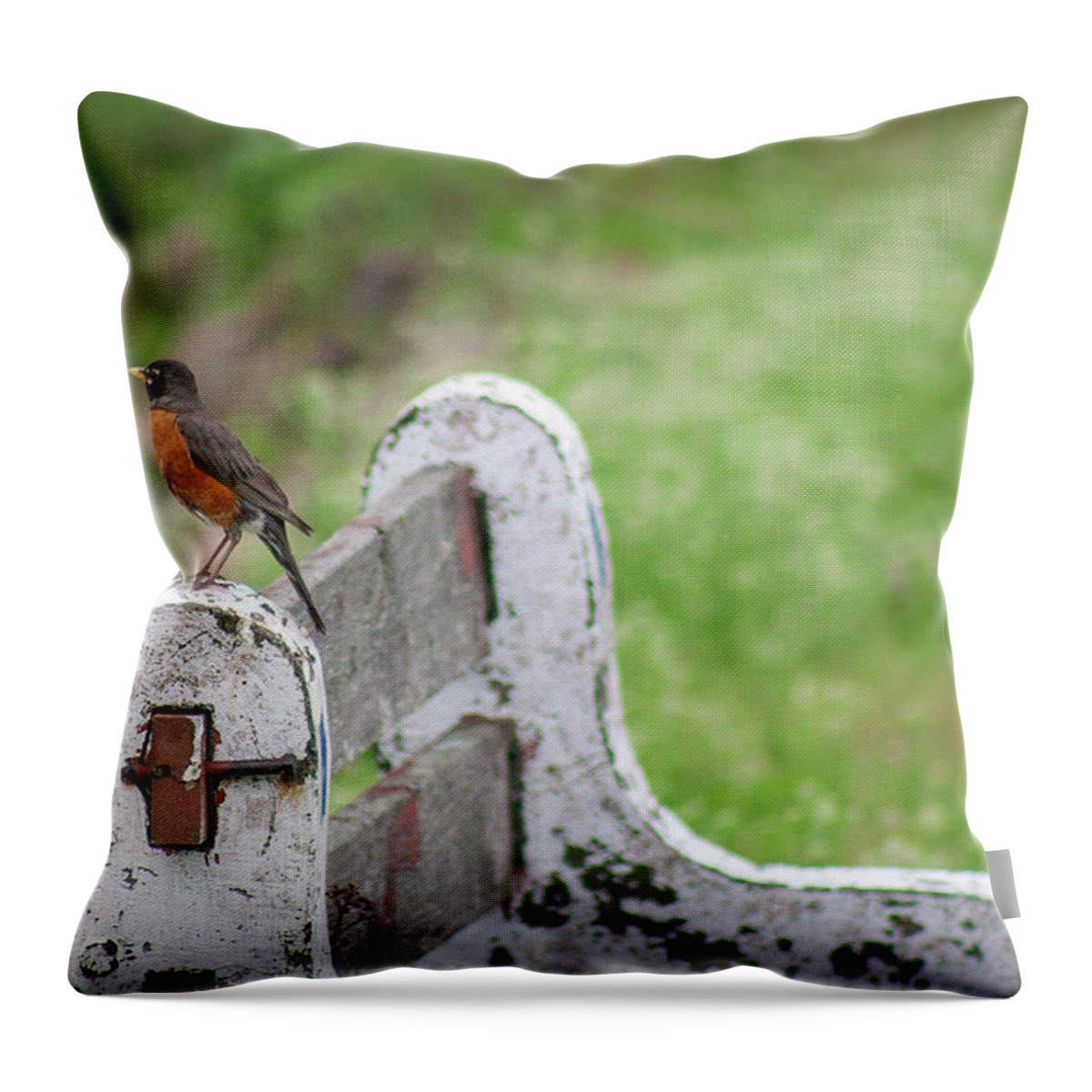 Bird Throw Pillow featuring the photograph Robin on a bench by Daniel Martin