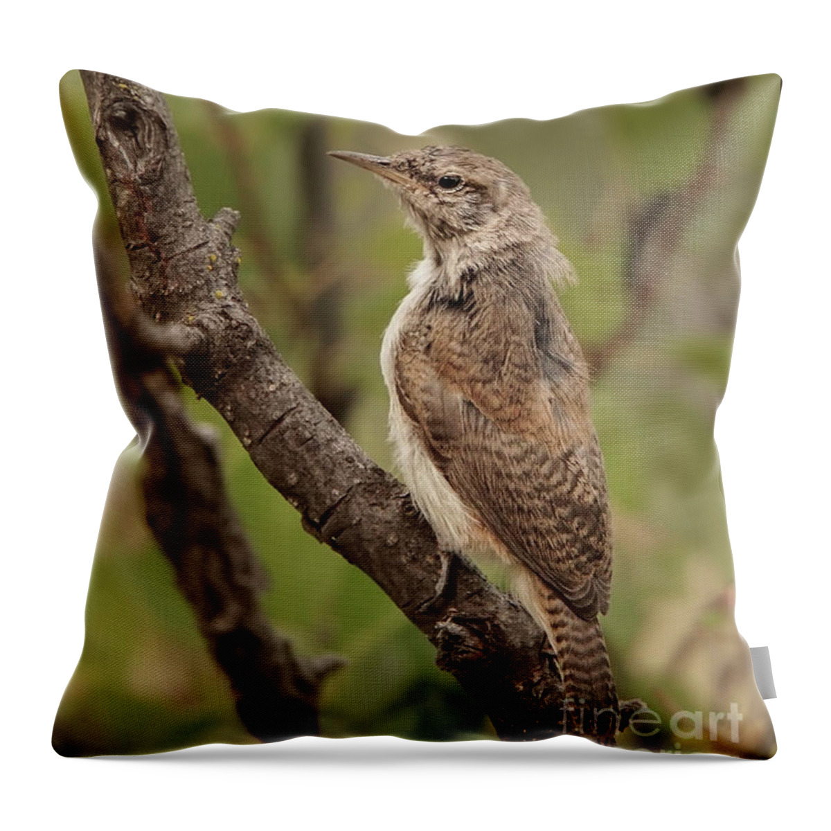 Montana Throw Pillow featuring the photograph Rock Wren in a Tree by Nancy Gleason