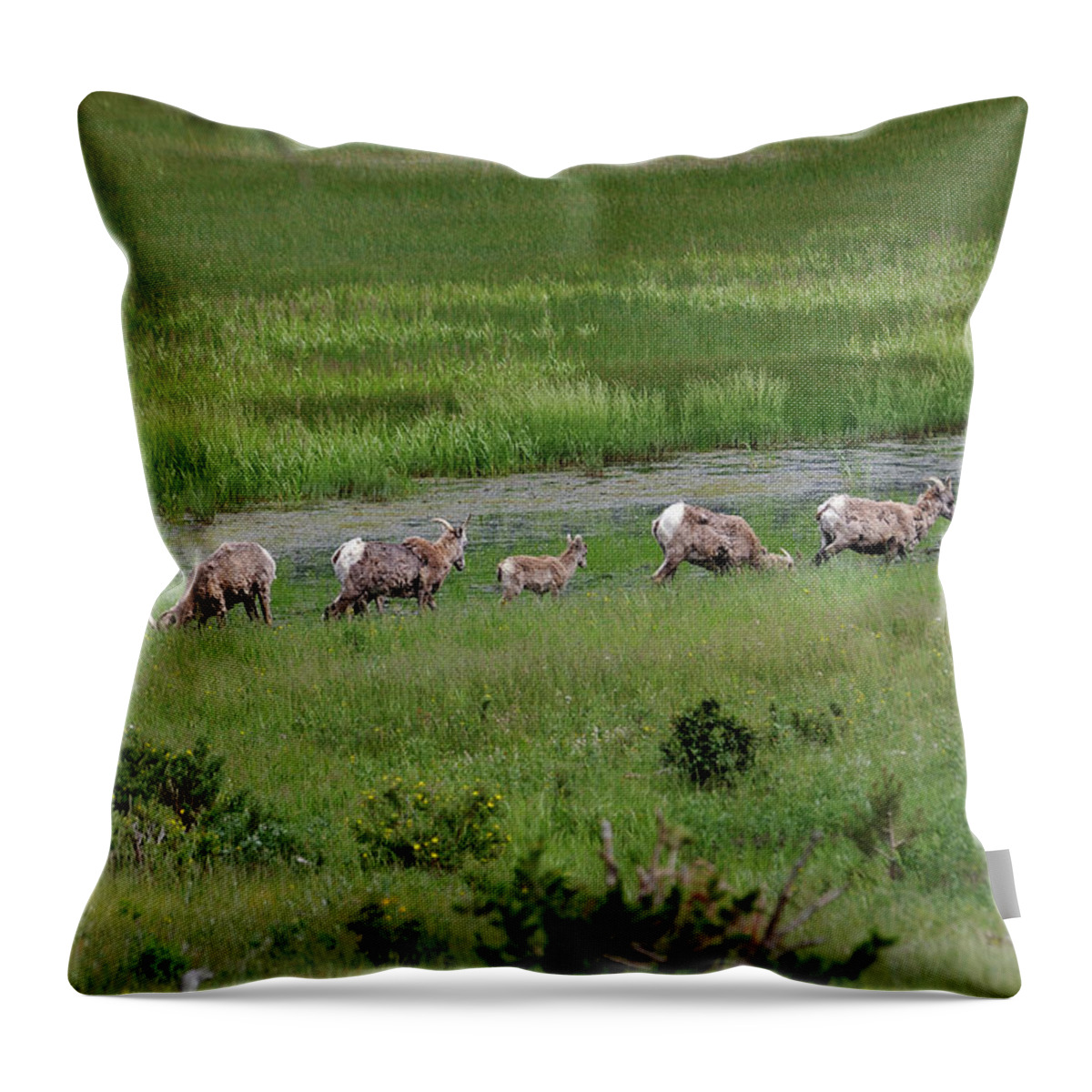 Co Throw Pillow featuring the photograph Rocky Mountain National Park by Doug Wittrock