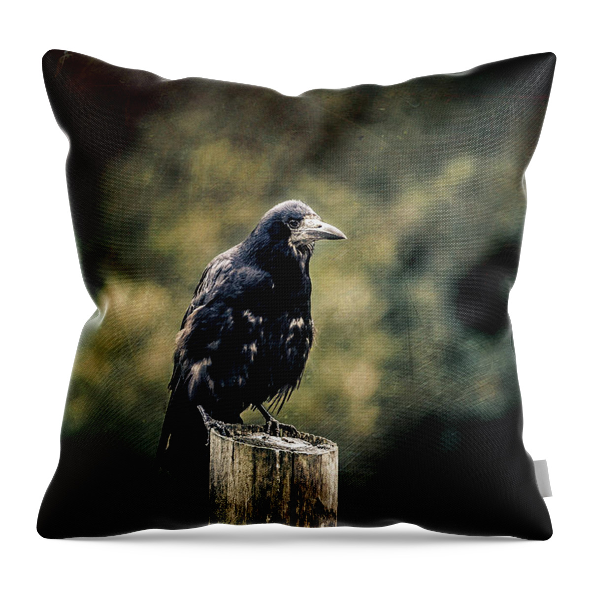 Feathers Throw Pillow featuring the photograph Rook perched on a post with dark and moody background by Jane Rix