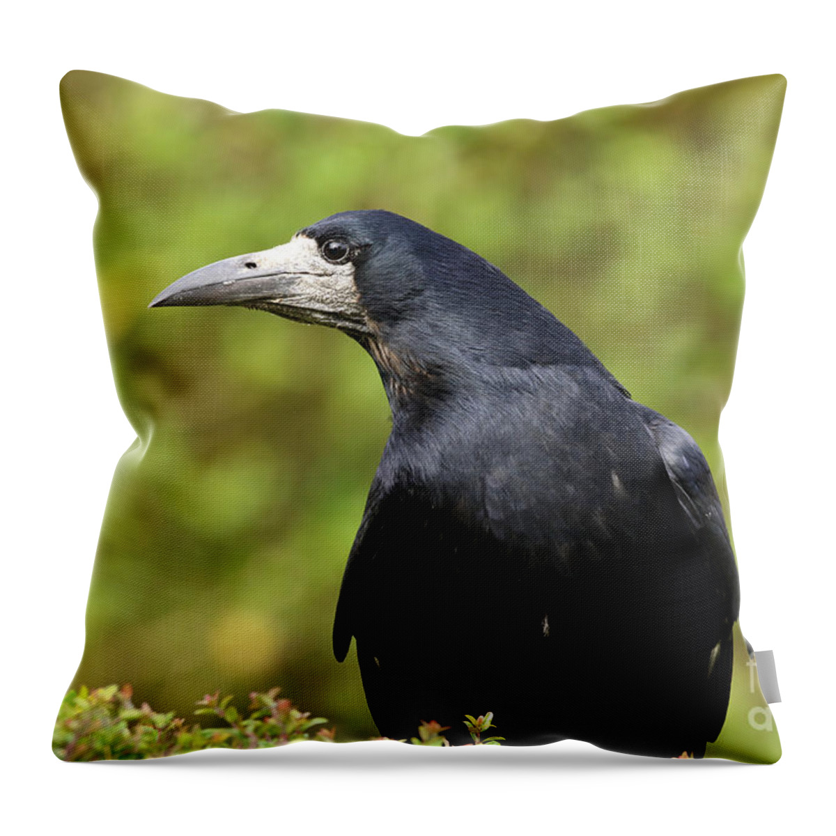 Rook Birds Nature Photography Black Green Prints Wall-art Throw Pillow featuring the photograph Rook by Peter Skelton