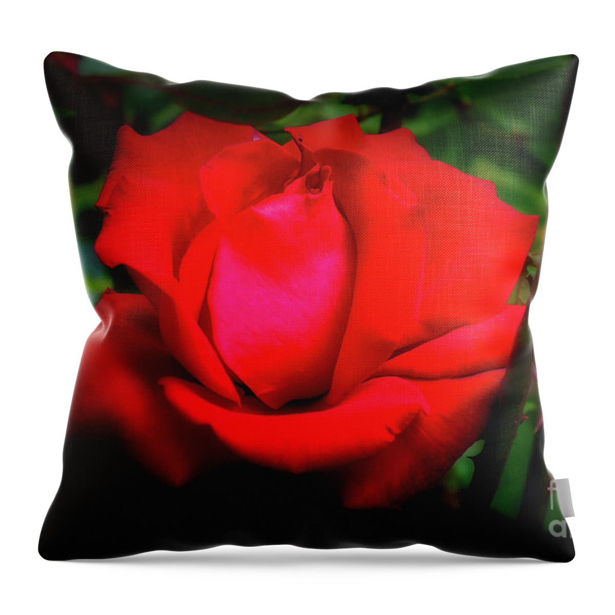 Christchurch Throw Pillow featuring the photograph Rose at Mona Vale Gardens, Christchurch by Fran Woods