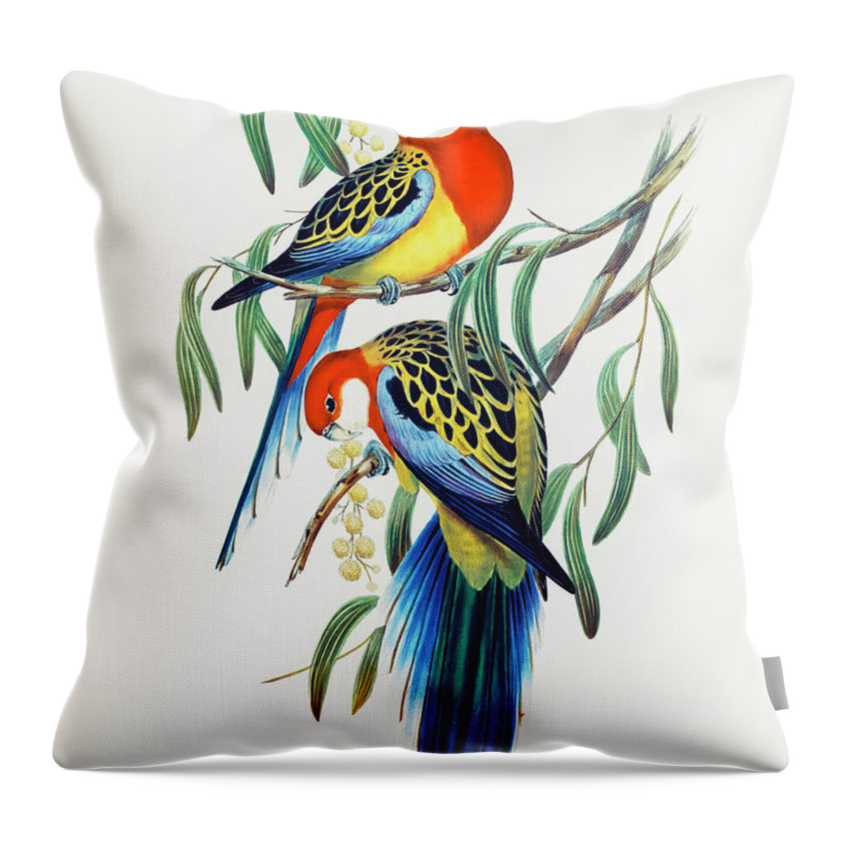 Rose-hill Parakeet Throw Pillow featuring the drawing Rose-hill Parakeet by Elizabeth Gould