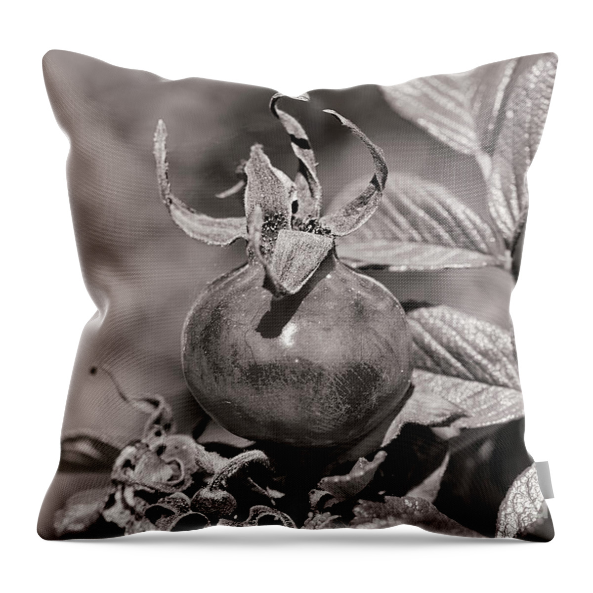 Rose Hip Throw Pillow featuring the photograph Rose Hip by Linda Lees