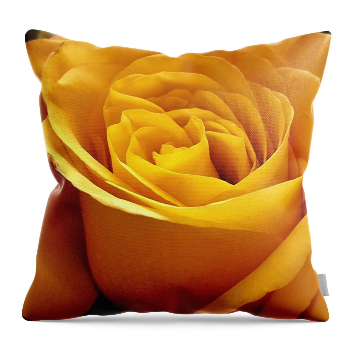 Rose Throw Pillow featuring the photograph Rose Light by Andrea Whitaker