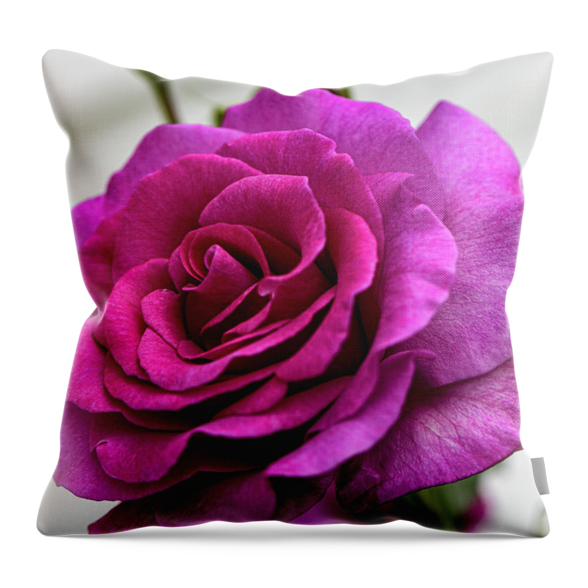Rose Throw Pillow featuring the photograph Rose-othello, The Rose by Judy Wolinsky