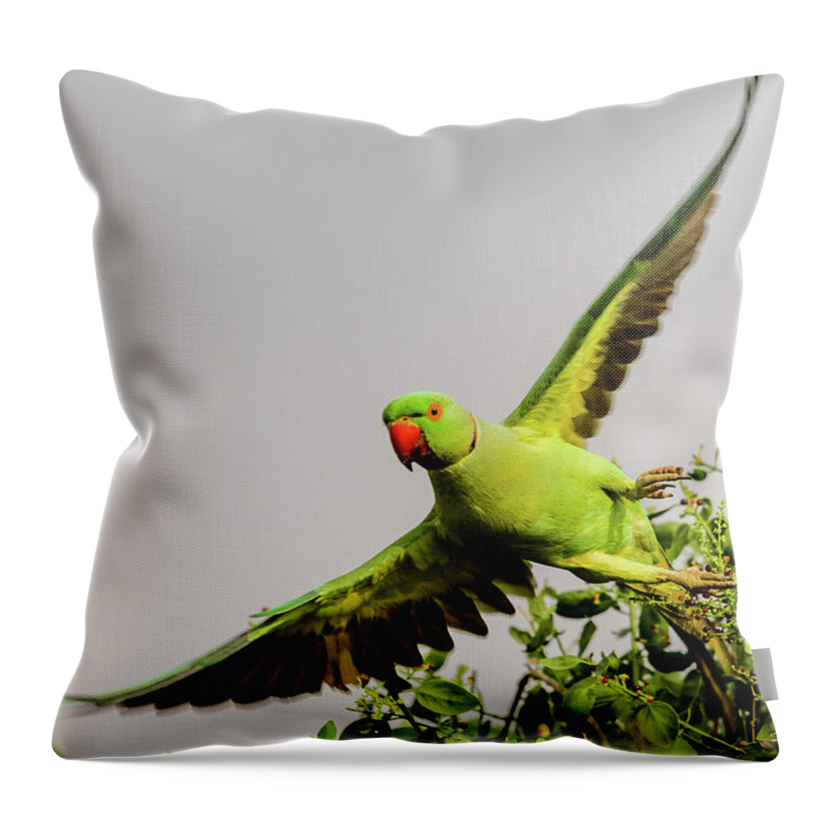 India Throw Pillow featuring the photograph Rose Ringed Parakeet on Take Off by Adrian O Brien