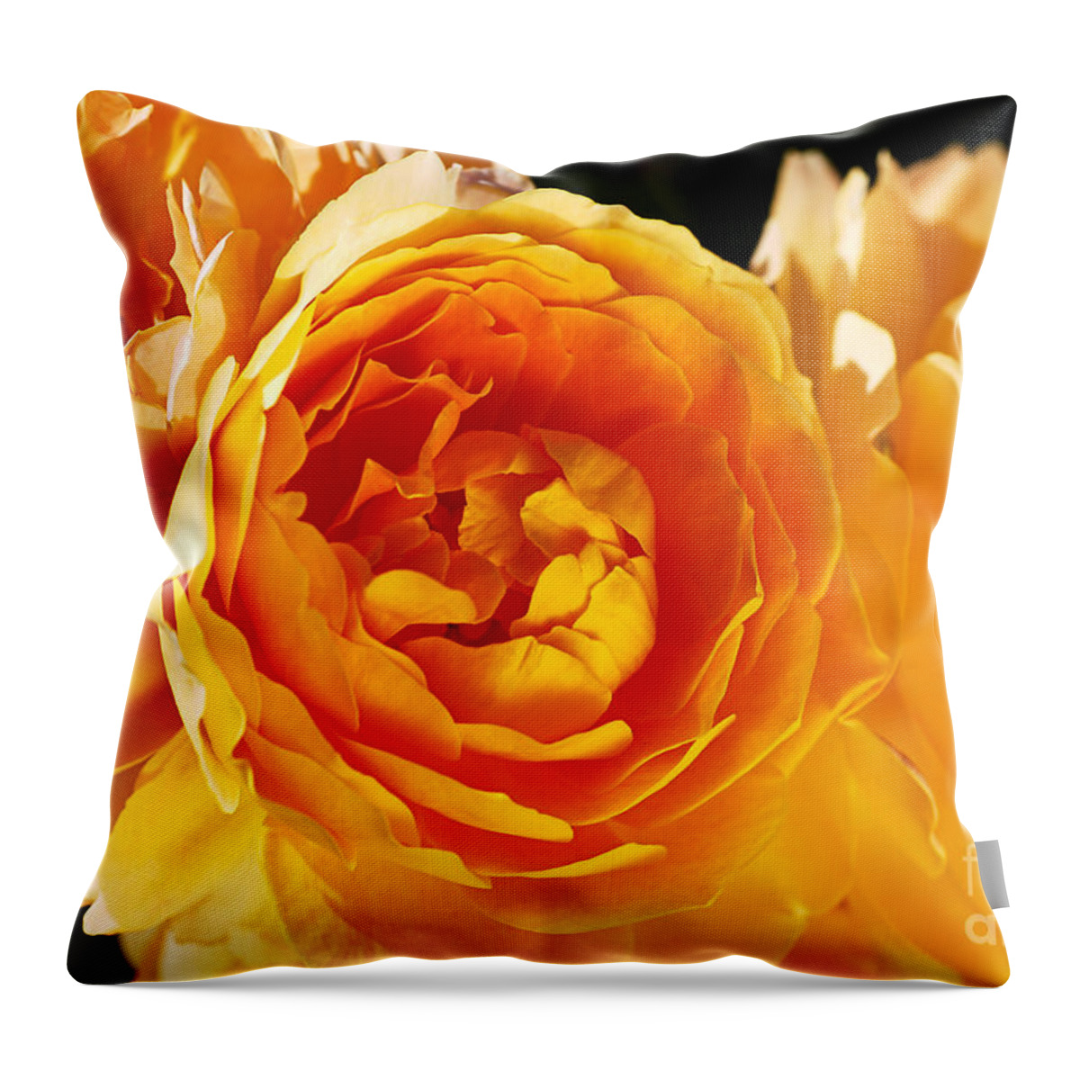 Floribunda Rose Throw Pillow featuring the photograph Roses Orange And Yellow by Joy Watson