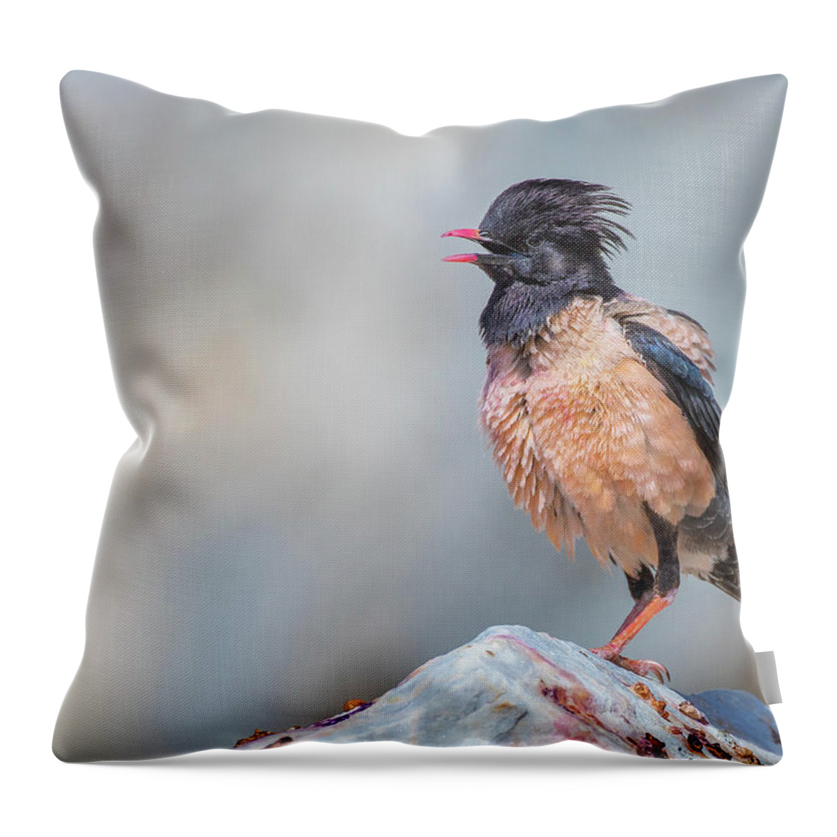 Animal Throw Pillow featuring the photograph Rosy starling calling - Pastor roseus by Jivko Nakev