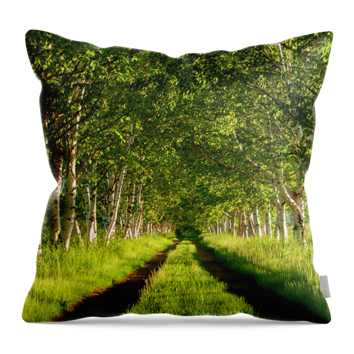 Birch Trees Throw Pillow featuring the photograph Row of Birch Trees by Louise Tanguay