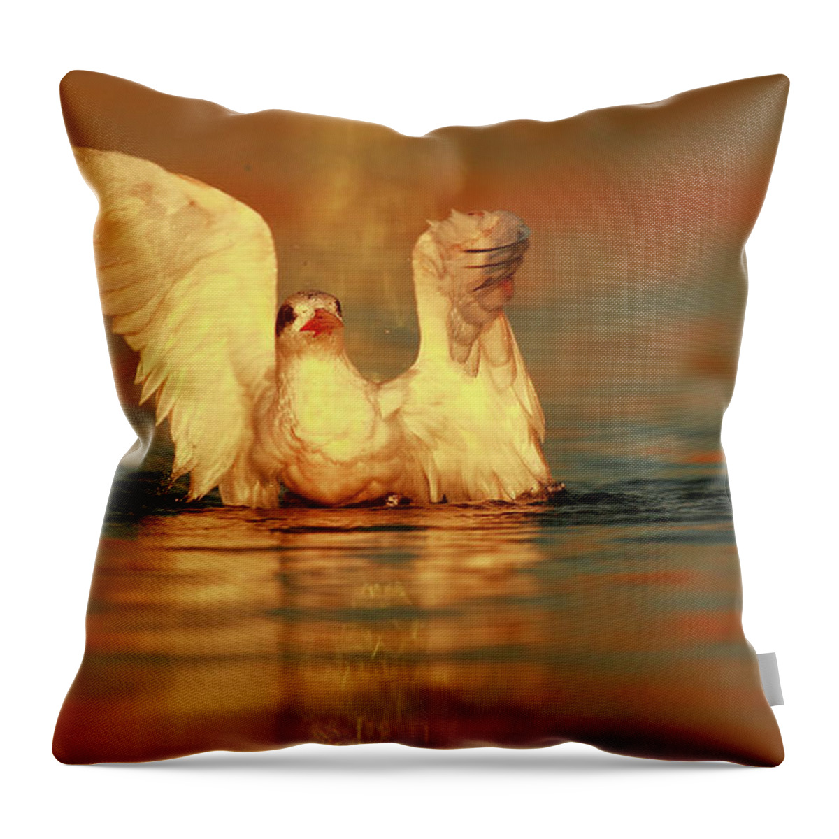 Royal Tern Throw Pillow featuring the photograph Royal Tern in Sunset by John F Tsumas