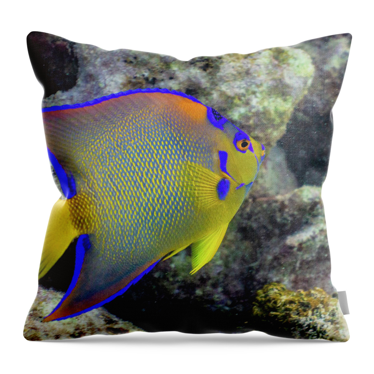 Fish Throw Pillow featuring the photograph Royalty by Lynne Browne