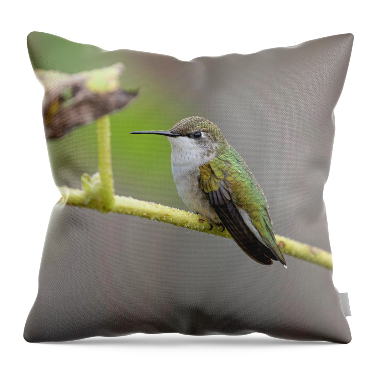 Ruby-throated Hummingbird Throw Pillow featuring the photograph Ruby-throated Hummingbird 2016-9 by Thomas Young