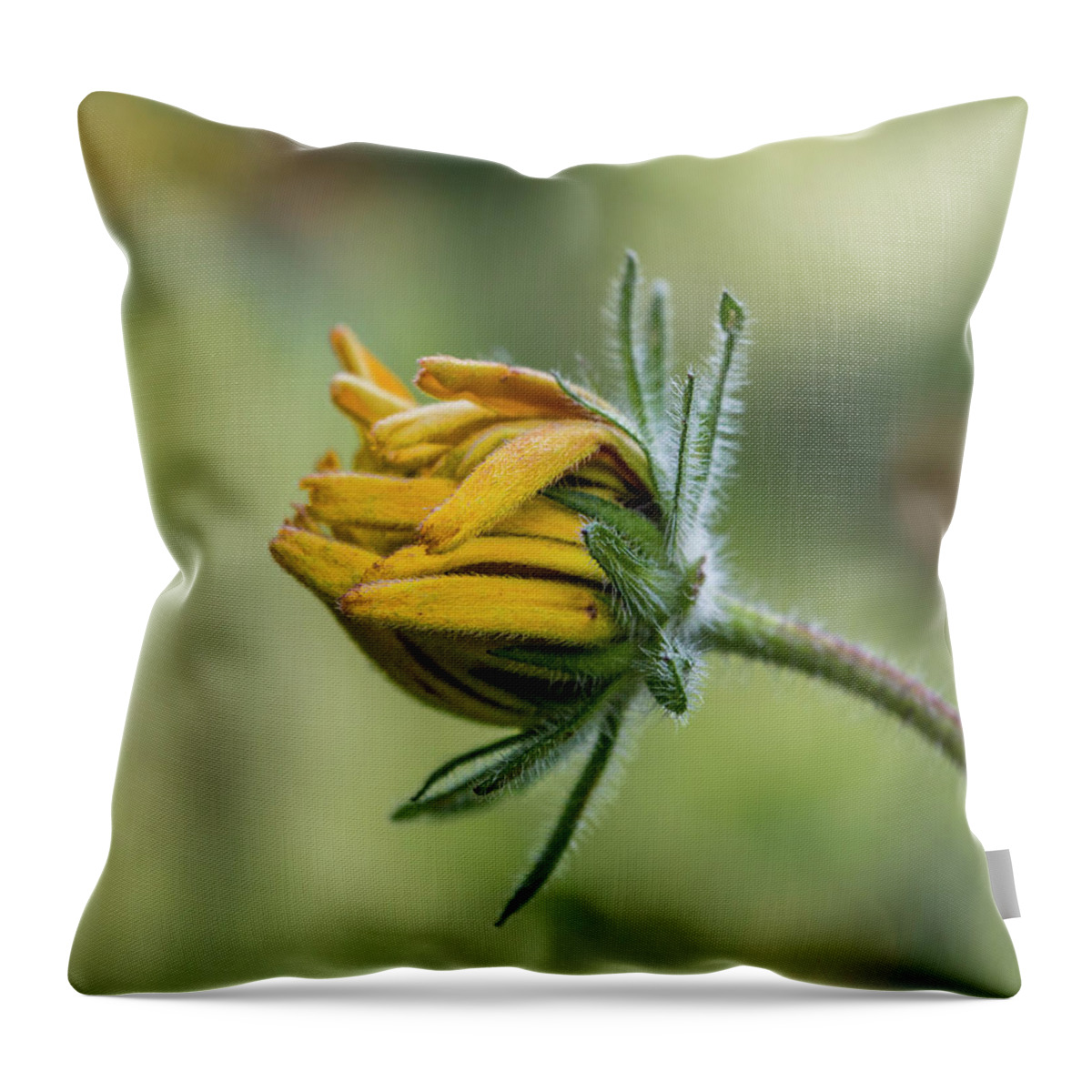 Rudbeckia Throw Pillow featuring the photograph Rudbeckia Fuzzy Bud by Patti Deters