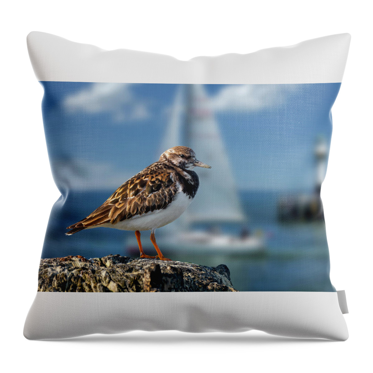 Ruddy Turnstone Throw Pillow featuring the photograph Ruddy Turnstone in Harbour by Arterra Picture Library