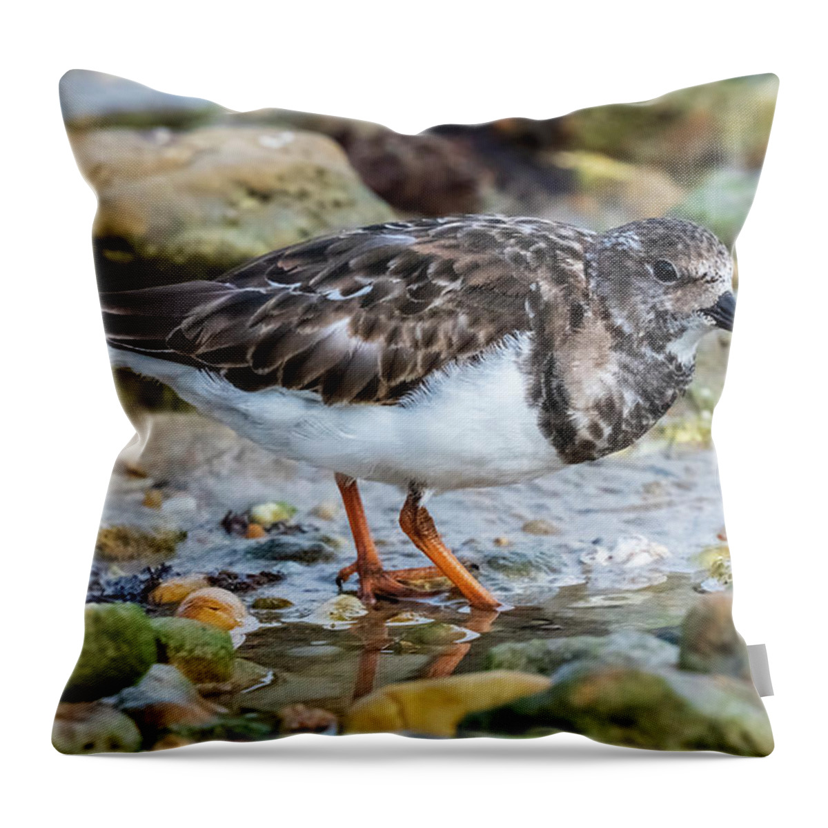 Color Throw Pillow featuring the photograph Ruddy Turnstone Standing at La Caleta Beach Cadiz Andalusia by Pablo Avanzini