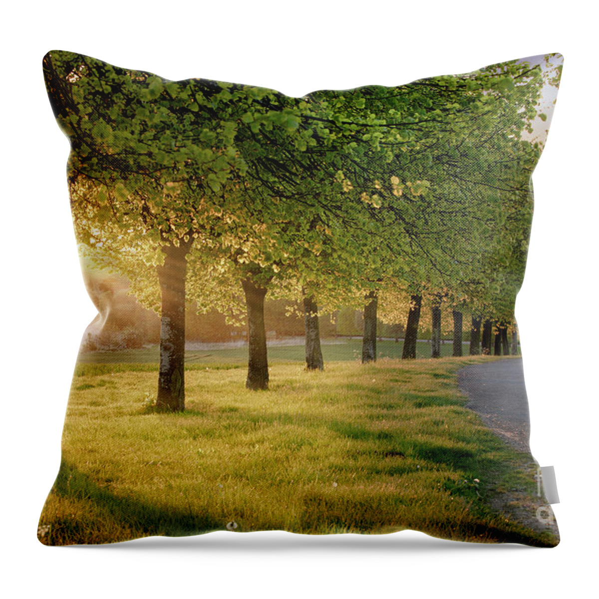 Road Throw Pillow featuring the photograph Rural road lined with trees at sunset by Simon Bratt