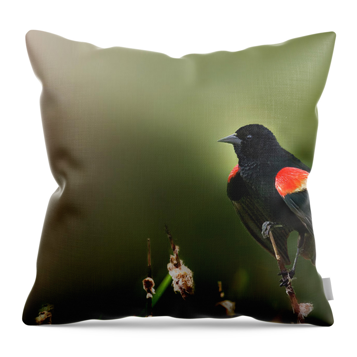 Bird Throw Pillow featuring the photograph RWBB on a Cattail by John Christopher