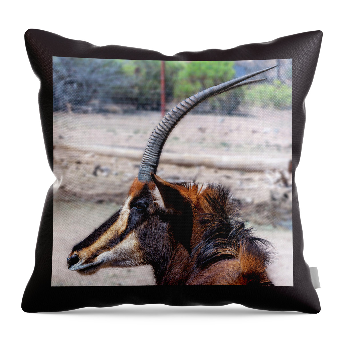 Sedona Throw Pillow featuring the photograph Sable Antelope by Al Judge