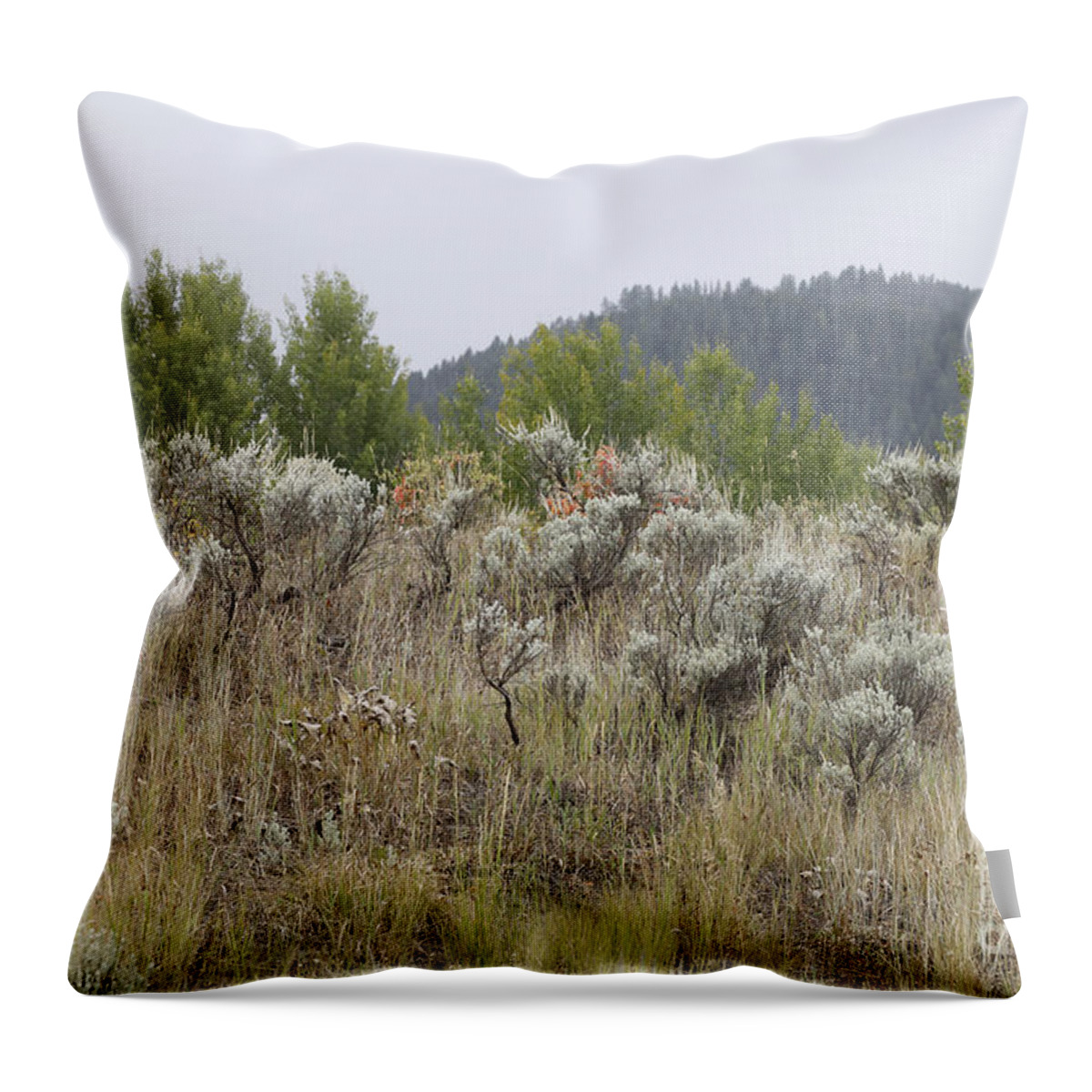 Sagebrush Throw Pillow featuring the photograph Sage and Such by Stephen Schwiesow