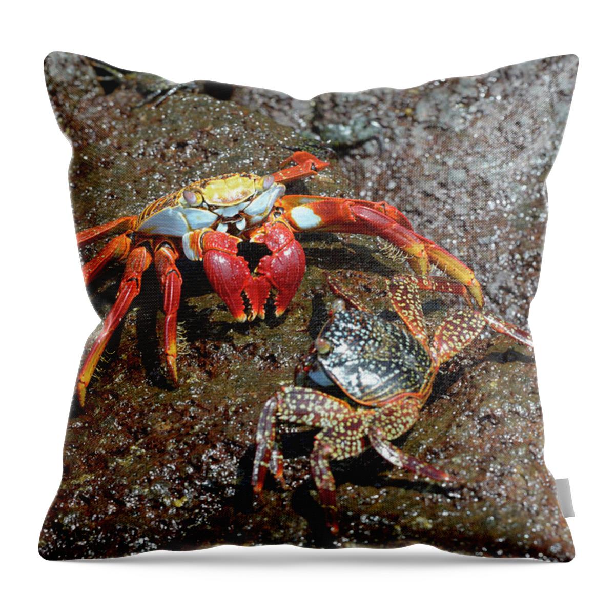 Republic Of Ecuador Throw Pillow featuring the photograph Sally Lightfoot crab, Grapsus grapsus, Floreana Island, Galapagos Islands, Ecuador by Kevin Oke