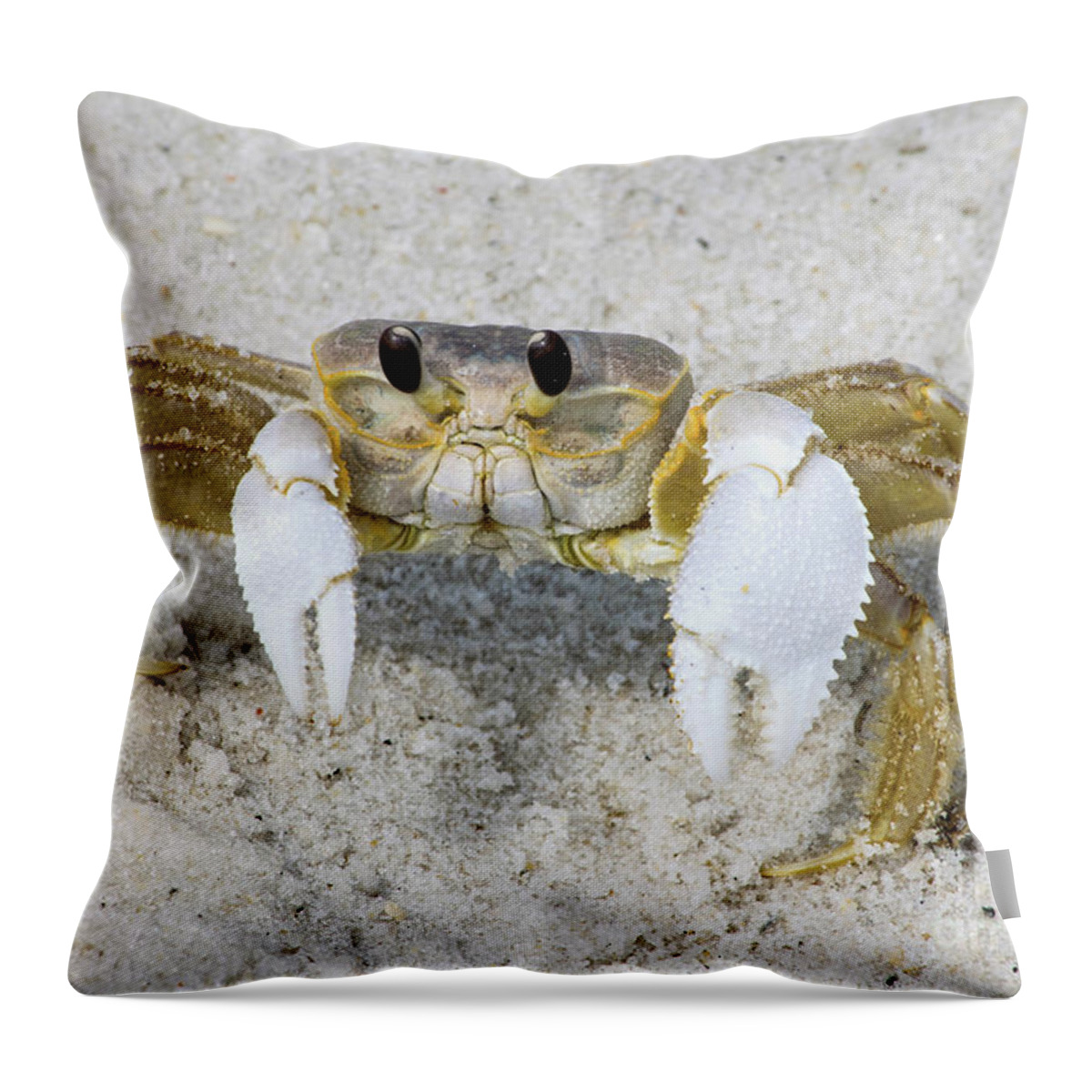 Crab Throw Pillow featuring the photograph Sand Crab on the Beach by Beachtown Views