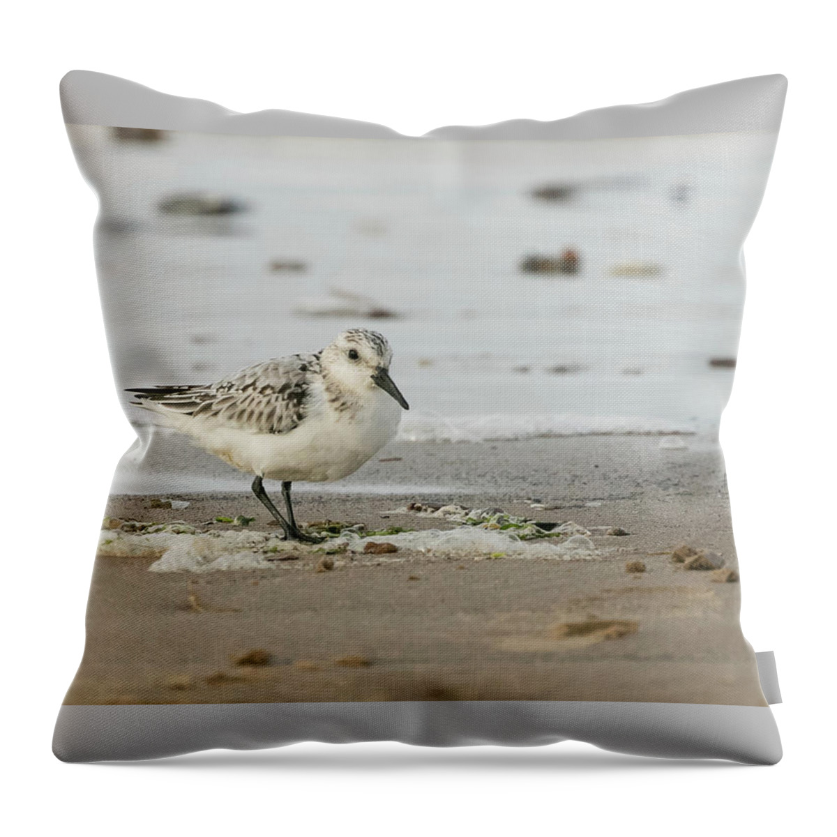 Flyladyphotographybywendycooper Throw Pillow featuring the photograph Sanderling by Wendy Cooper