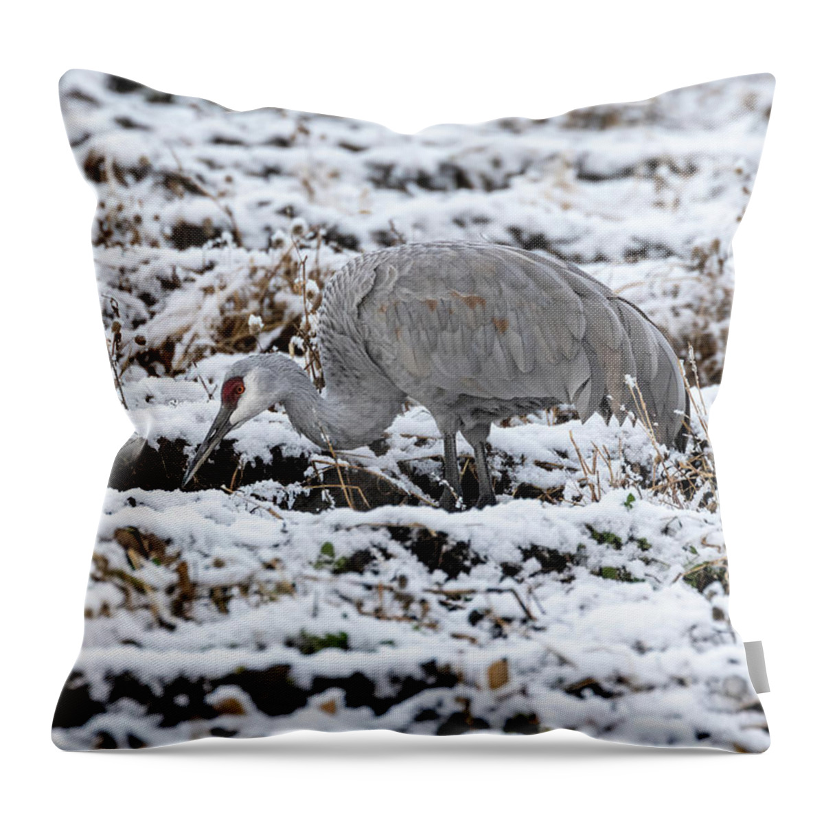 Sandhill Crane Throw Pillow featuring the photograph Sandhill Crane 2019-8 by Thomas Young
