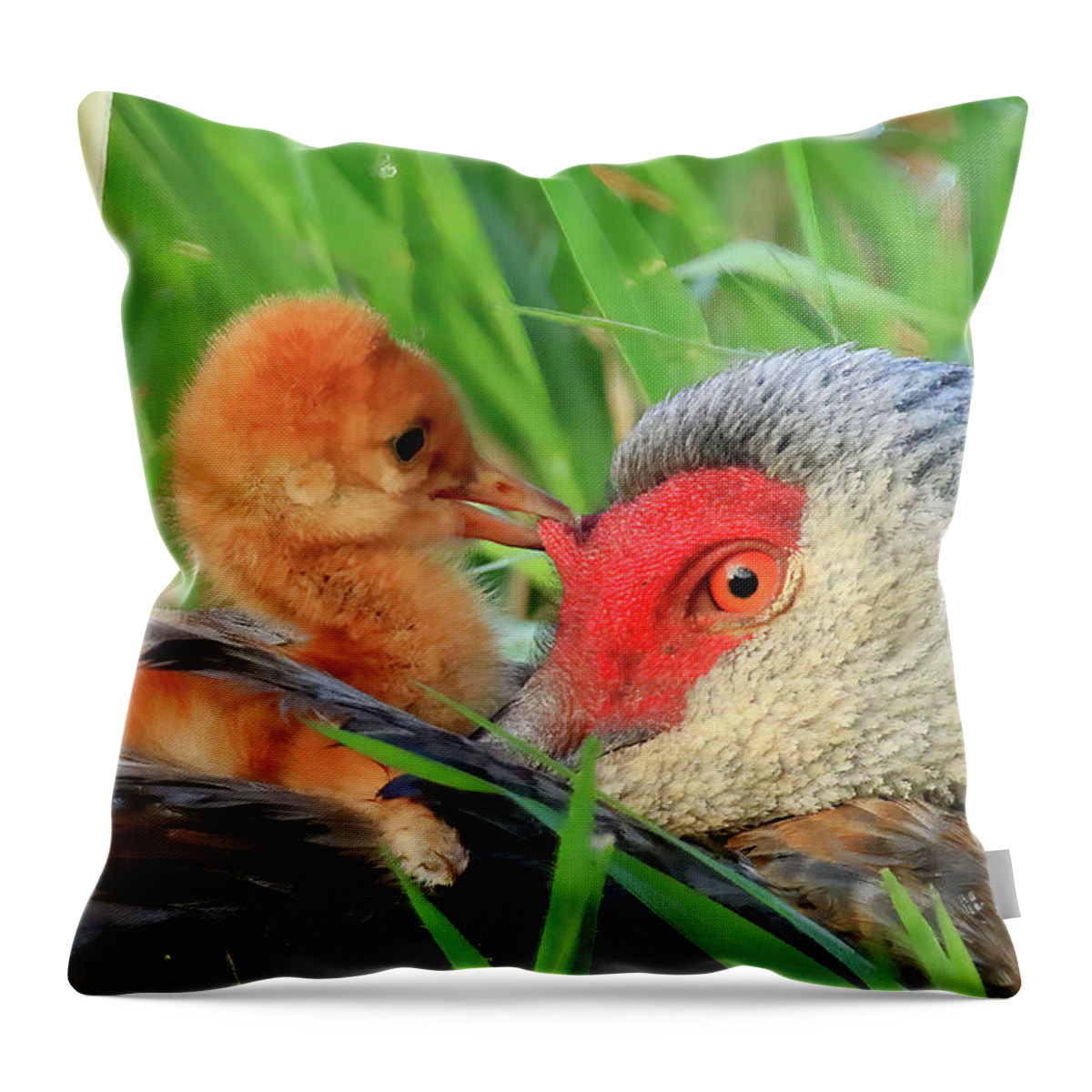 Sandhill Cranes Throw Pillow featuring the photograph Sandhill Crane Colt Playing with the Red Skin on Mom's Head by Shixing Wen