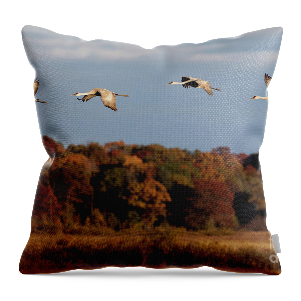 Sandhill Crane Throw Pillow featuring the photograph Sandhill Crane Flight with Autumn Colors in Crex Meadows by Natural Focal Point Photography