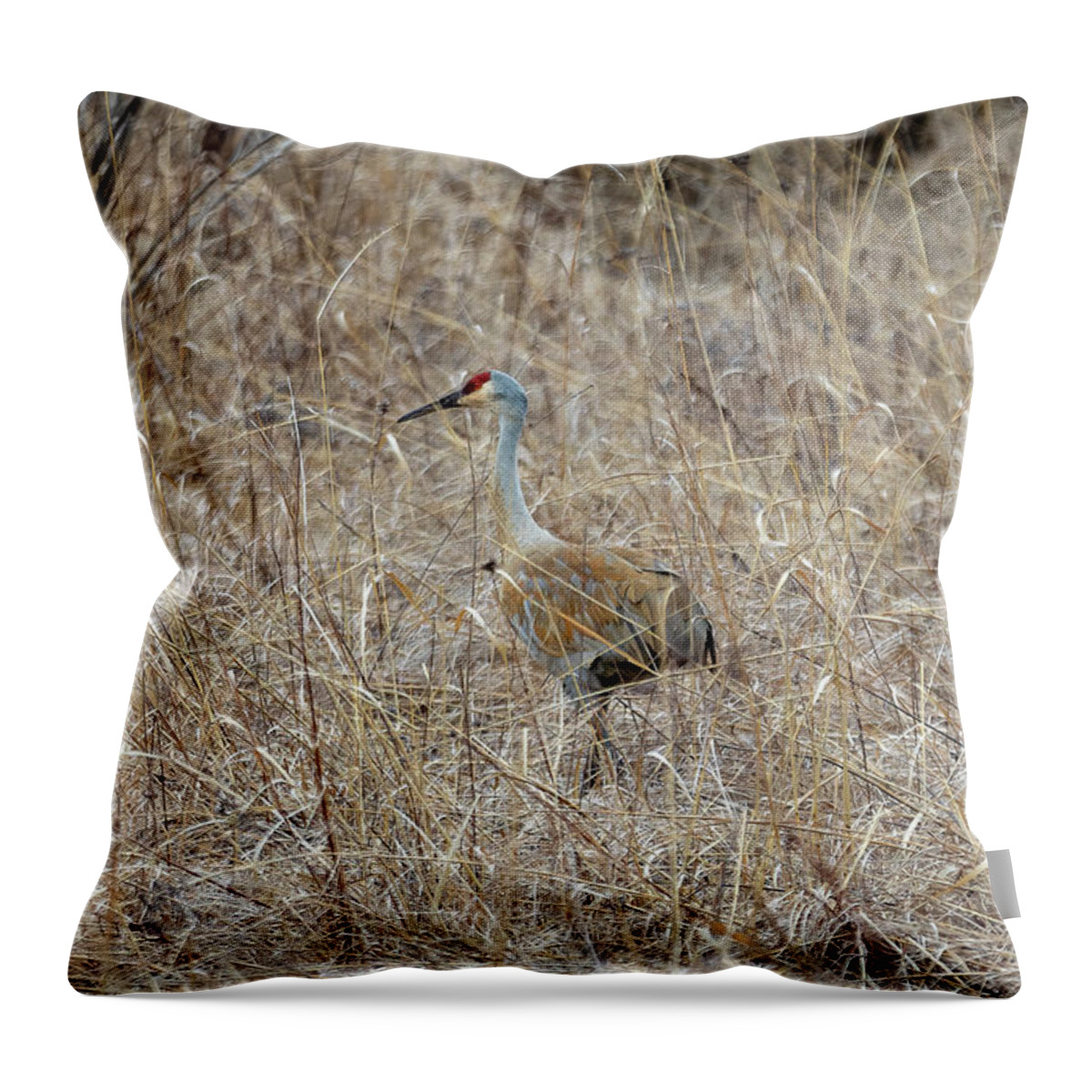 Sandhill Crane Throw Pillow featuring the photograph Sandhill Crane by Josh Bryant