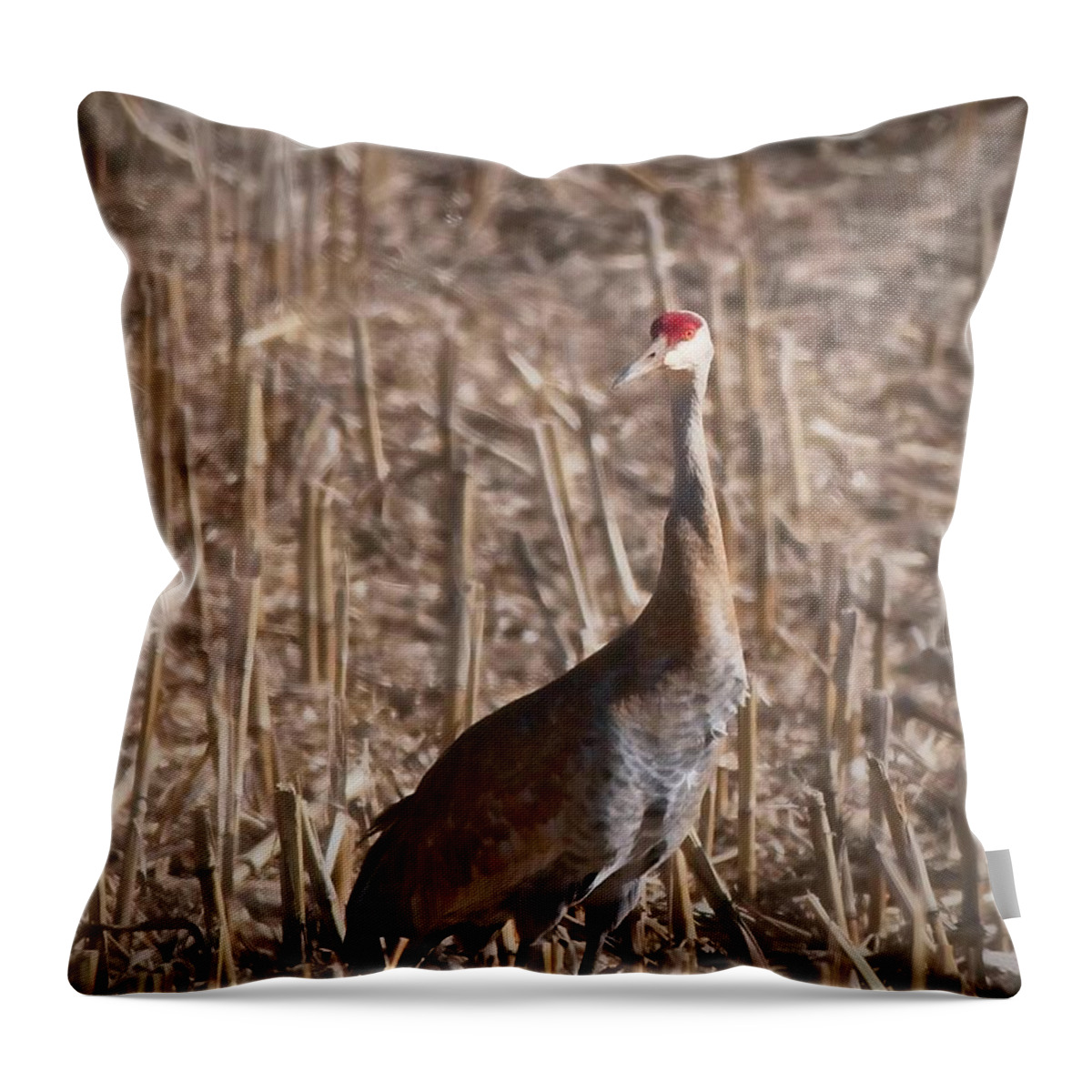 Bird Throw Pillow featuring the photograph Sandhill Crane, Madison, Wisconsin by Steven Ralser