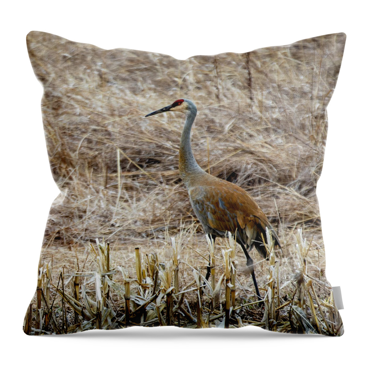 Sandhill Cranes Throw Pillow featuring the photograph Sandhill Cranes by Josh Bryant