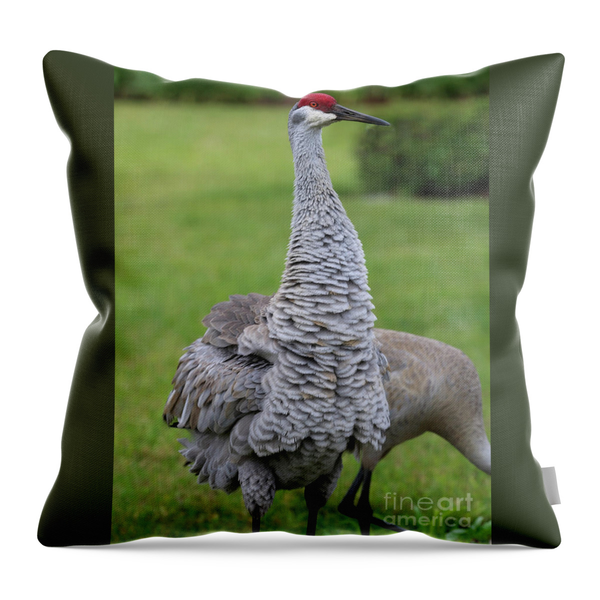 Bird Throw Pillow featuring the photograph Sandhill Fluffer by Carol Groenen