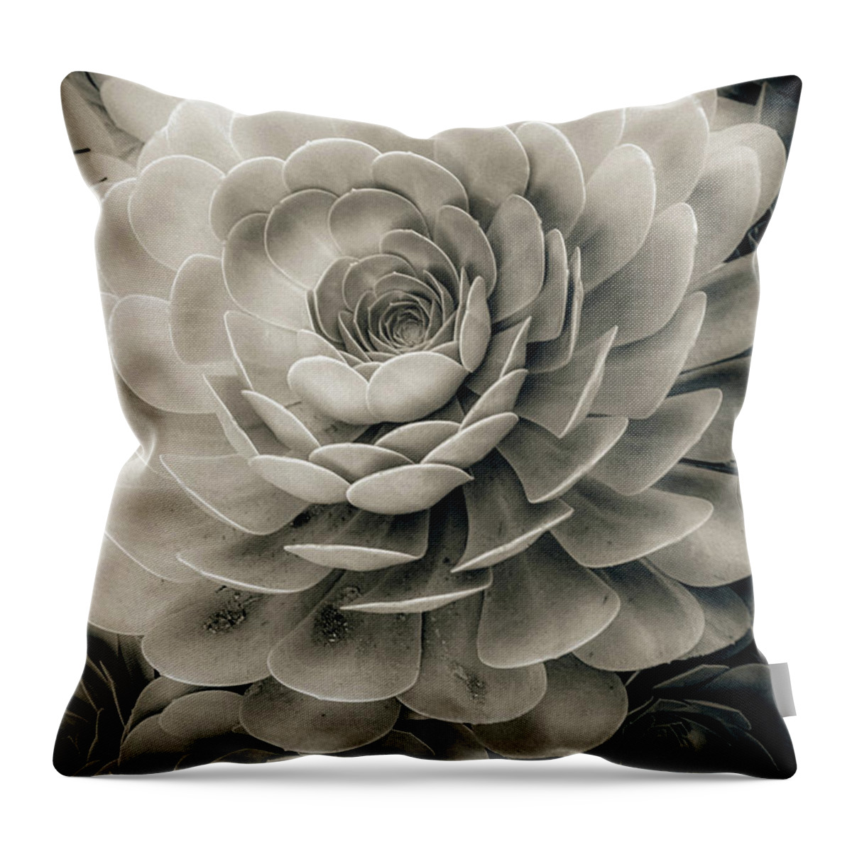 Echeveria Throw Pillow featuring the photograph Santa Barbara Succulent#21 by Jennifer Wright