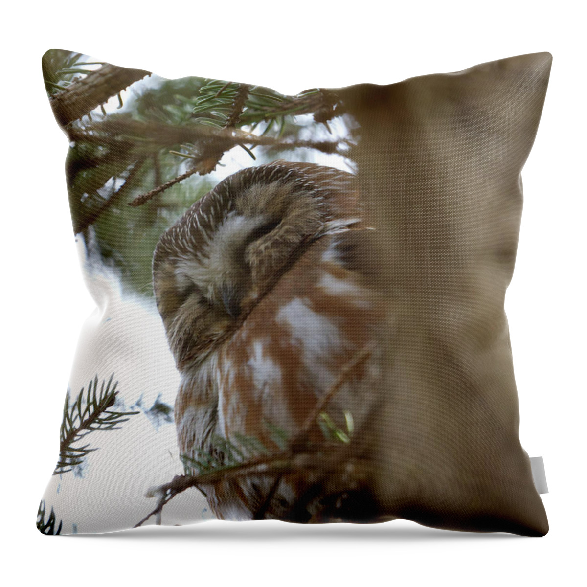 Saw-whet Throw Pillow featuring the photograph Saw-Whet Owl Sleeping by Flinn Hackett