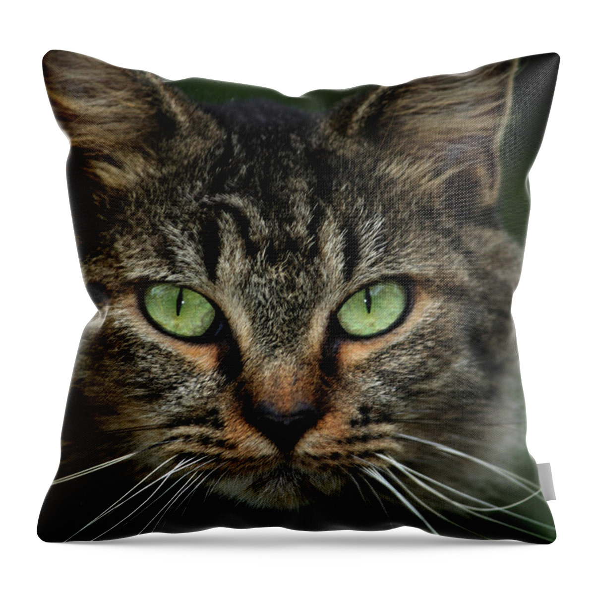 Feral Throw Pillow featuring the photograph Saxon by Cathy Harper