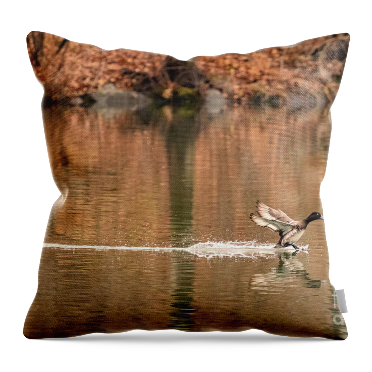 Scaup Throw Pillow featuring the photograph Scaup on the water. by Alyssa Tumale