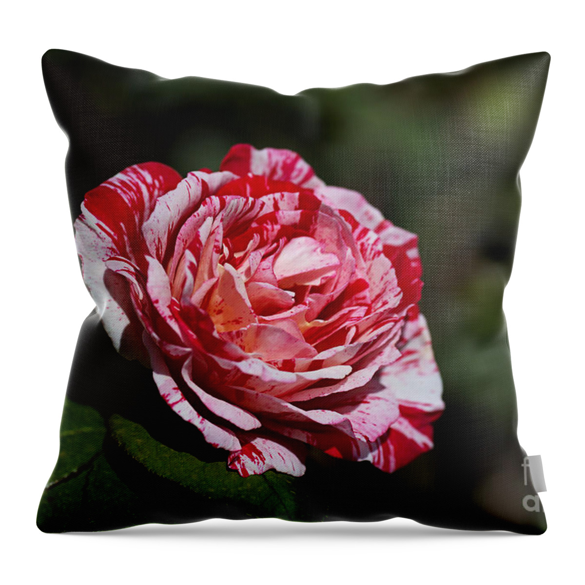Red Rose Throw Pillow featuring the photograph Scentimental Rose Flower  by Joy Watson