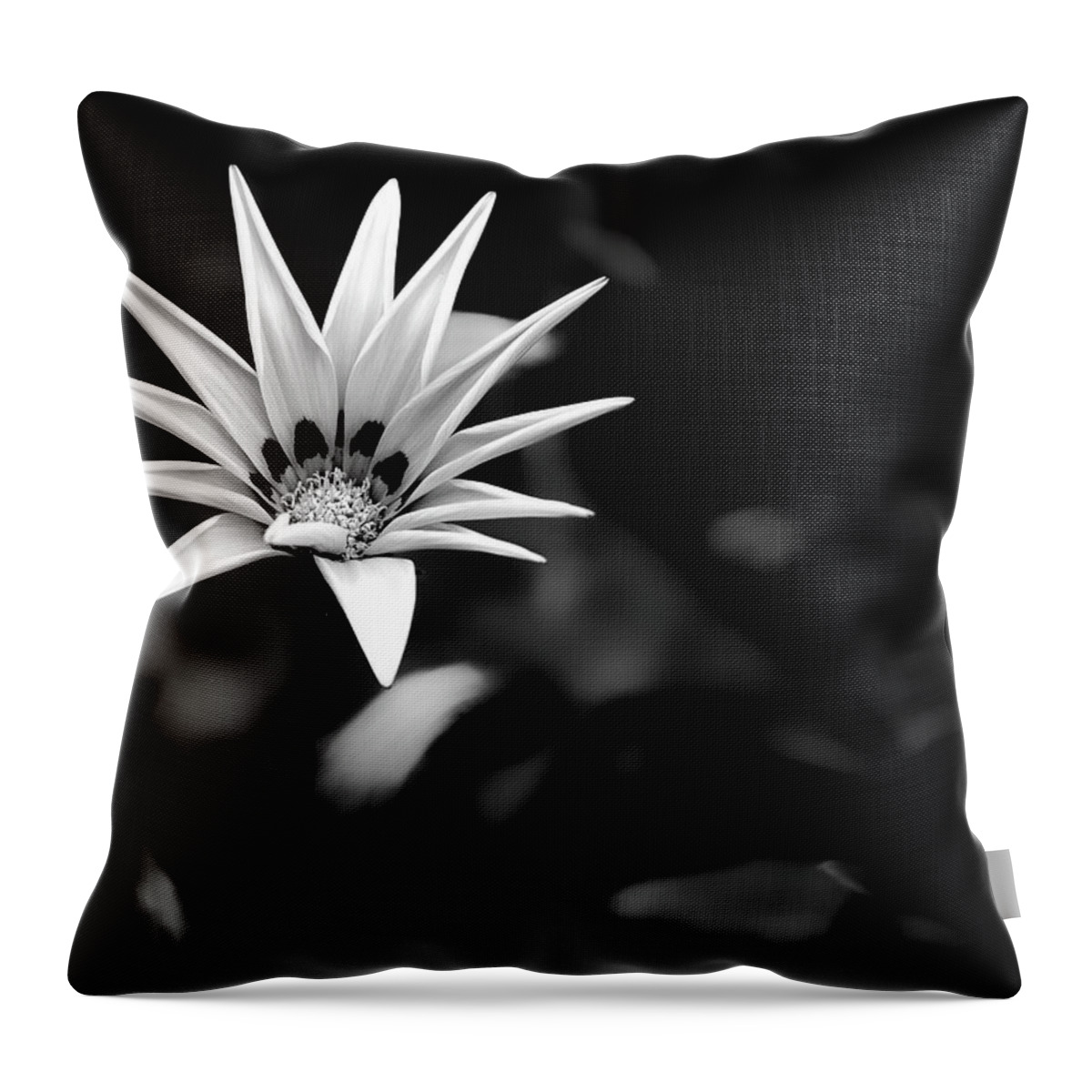 Sea Gazania Throw Pillow featuring the photograph Sea gazania in black and white by Al Fio Bonina