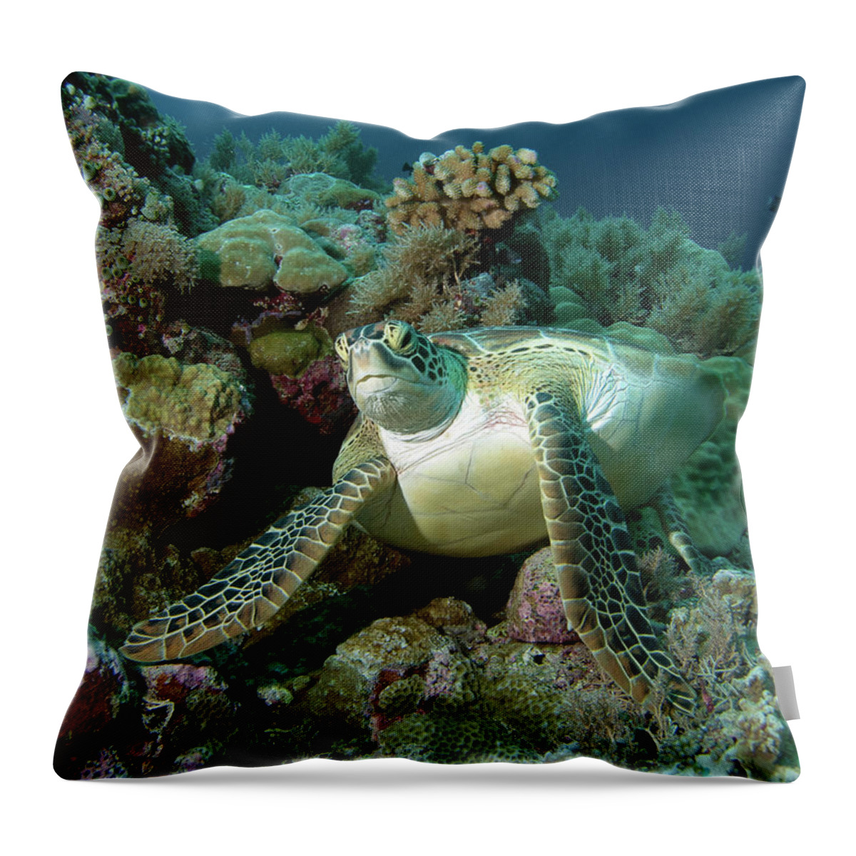 Sea Turtle Throw Pillow featuring the photograph Sea turtle - Short rest at the coral reef - by Ute Niemann