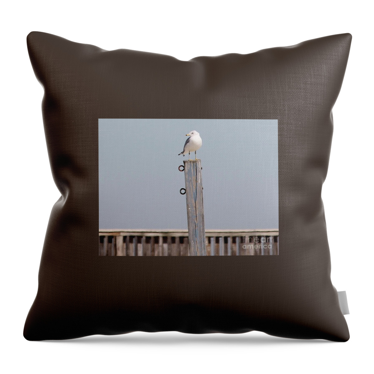 Seagull Throw Pillow featuring the photograph Seagull Sunning by Catherine Wilson