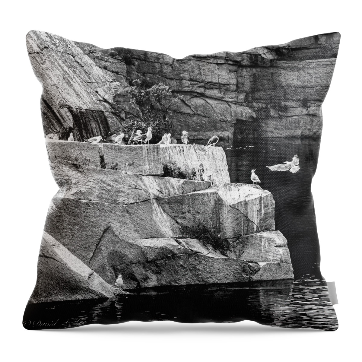 Seagulls Throw Pillow featuring the photograph Seagulls on Granite by David Lee