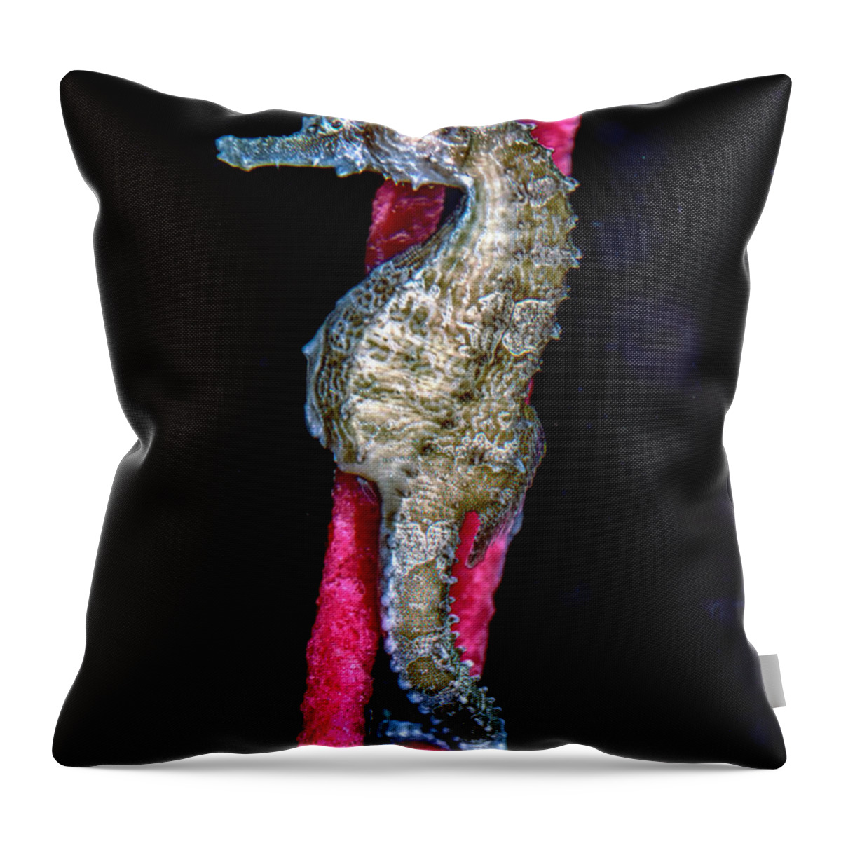Lined Seahorse Throw Pillow featuring the photograph Seahorse on Gorgonian Coral by WAZgriffin Digital