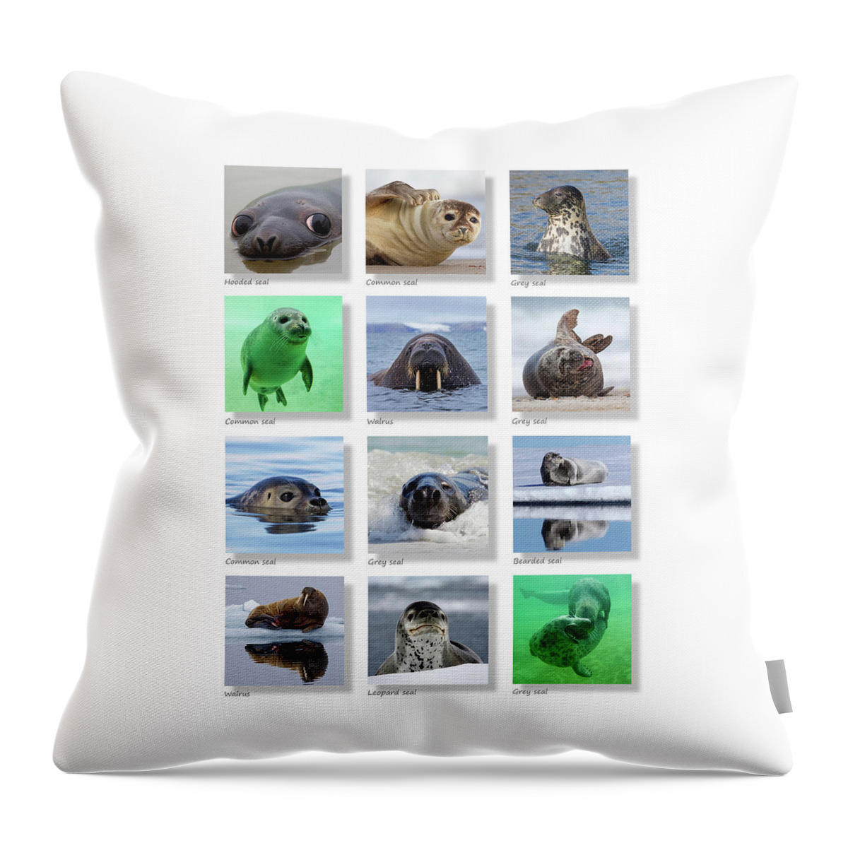 Collage Throw Pillow featuring the photograph Seals Collection by Arterra Picture Library