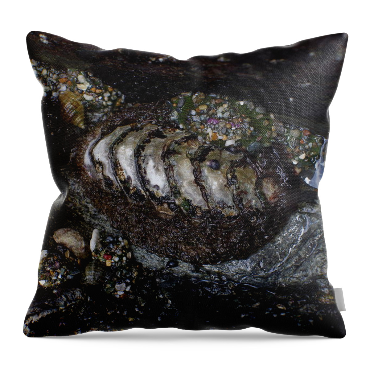  Throw Pillow featuring the photograph Seaweedy Chiton by Adria Trail