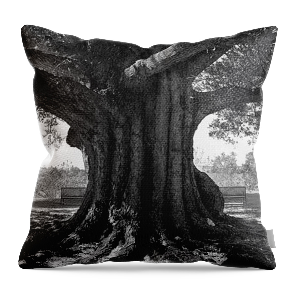 Shade Tree Throw Pillow featuring the photograph Shade Tree B W by Mike McGlothlen