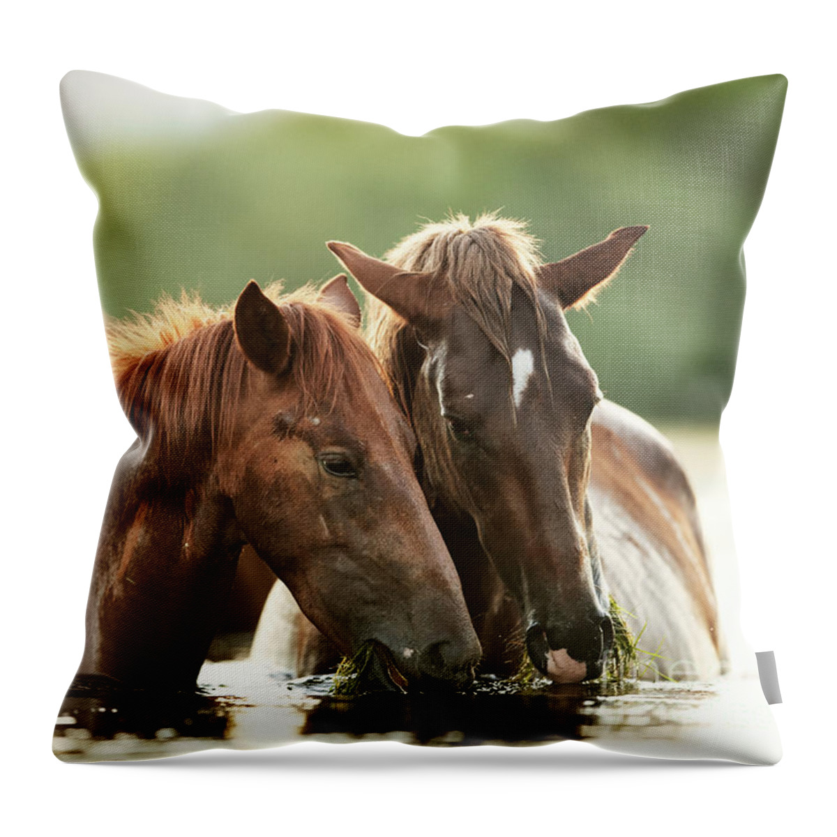 Salt River Wild Horses Throw Pillow featuring the photograph Sharing by Shannon Hastings