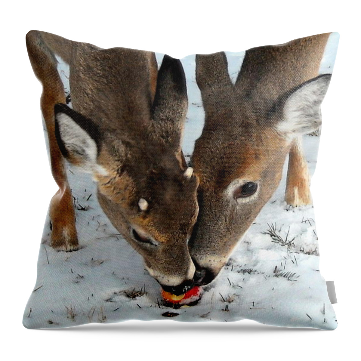 Deer Throw Pillow featuring the photograph Sharing The Love by Tami Quigley